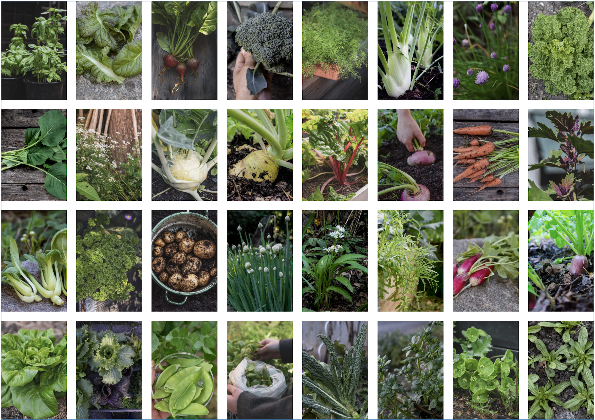 32 grönsaker att sommarså