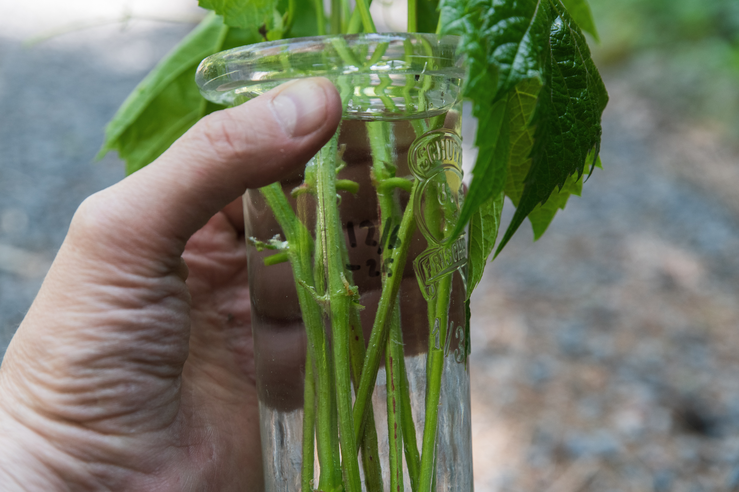 Så tar du sommarsticklingar av vindruva