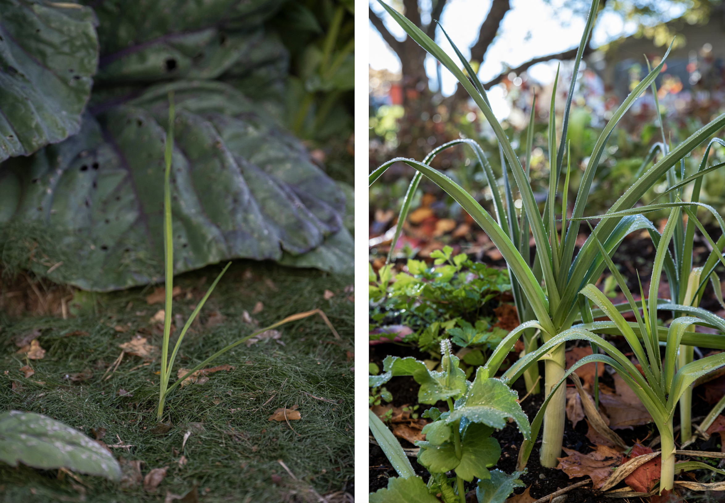Växer purjolöken dåligt? Misströsta inte!