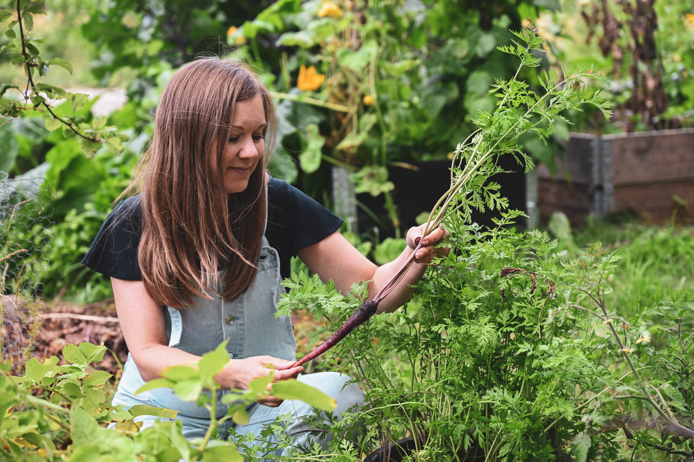 Smart skördetips för morötter som växer tätt