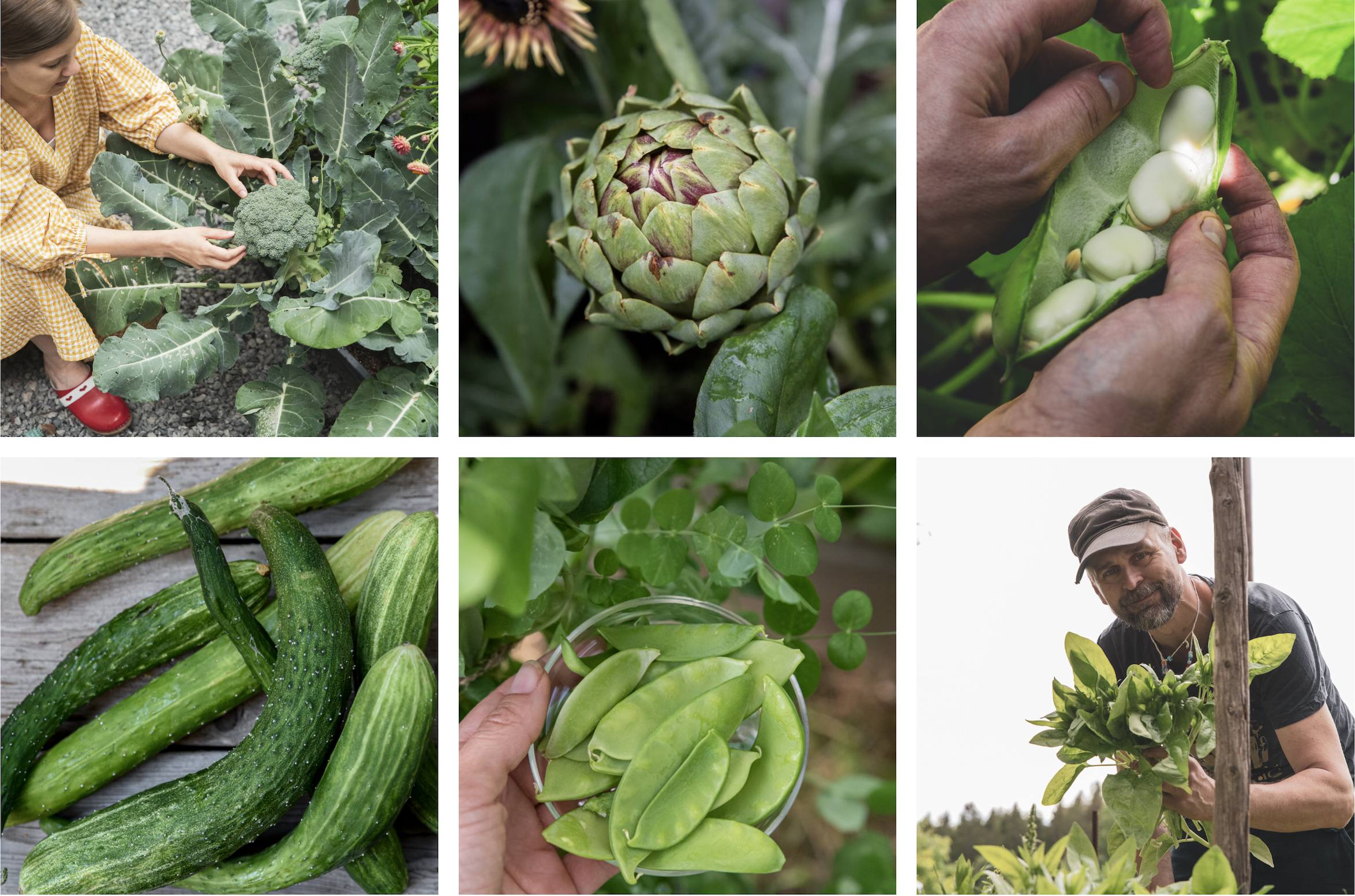 Grödor att skörda i rätt tid och sedan kylförvara