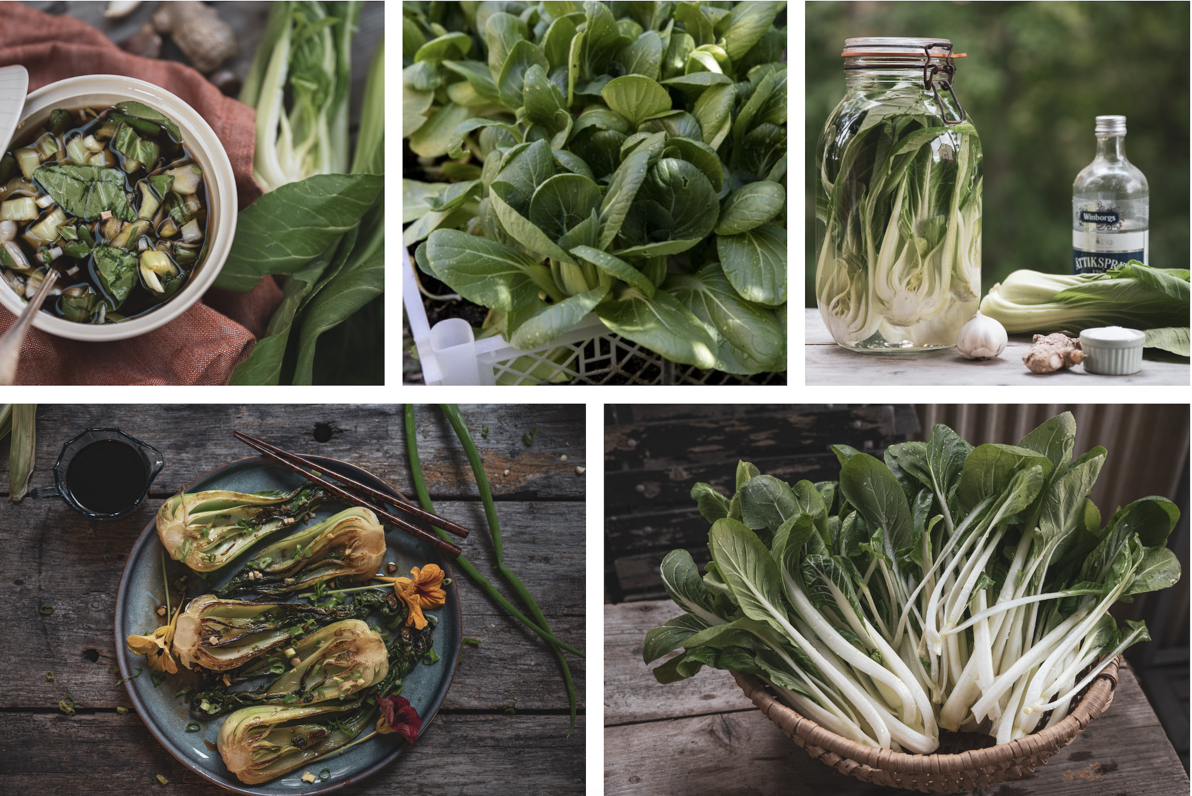 Pak choi – skörda, lagra och laga