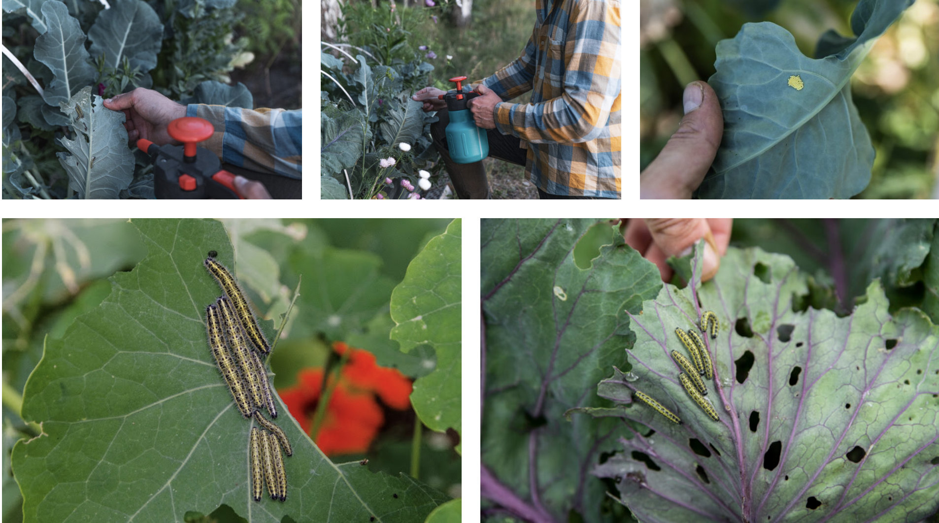 Så bekämpar vi larver som äter på våra grönsaker!
