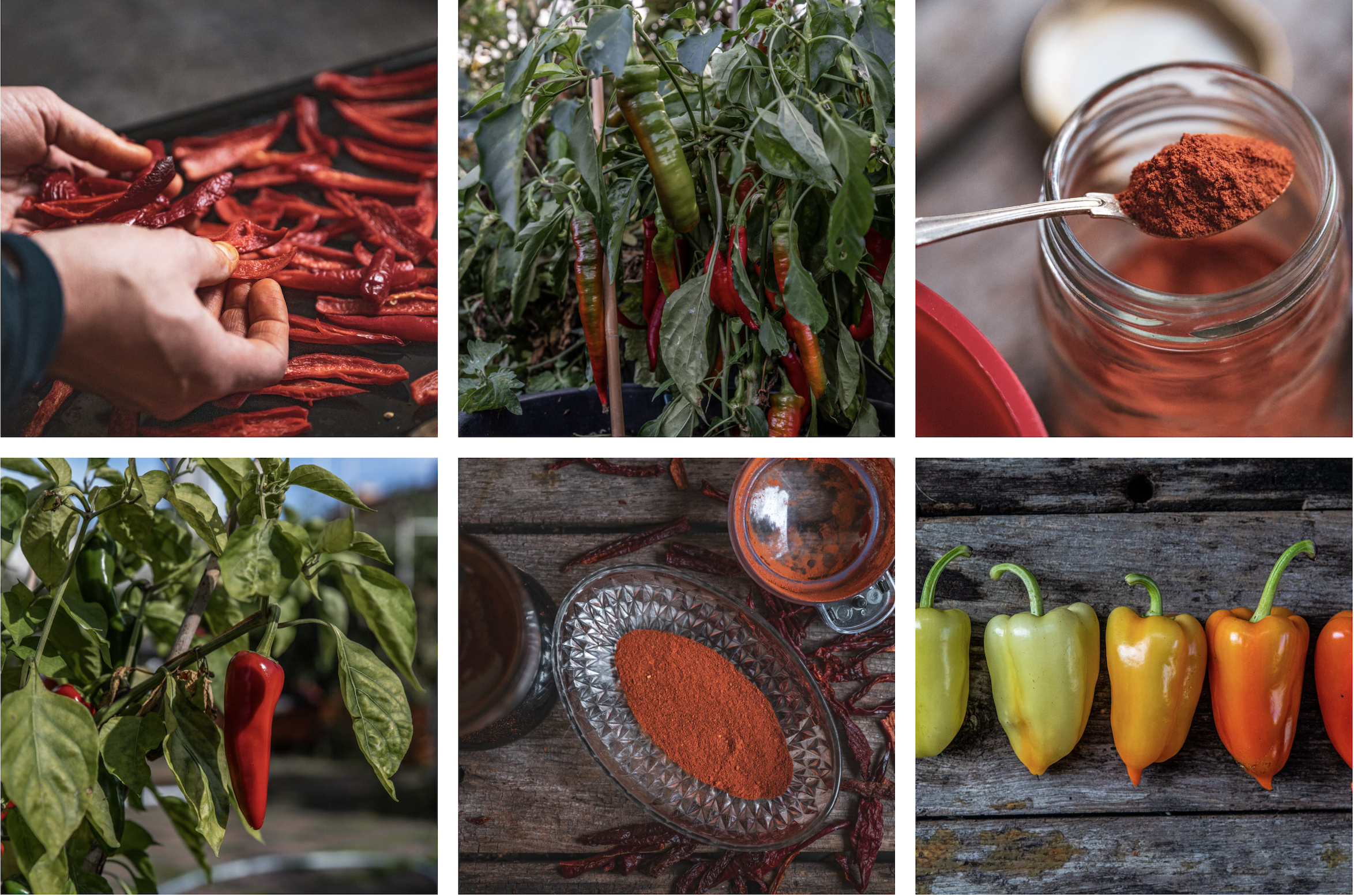 Göra eget paprikapulver enkelt och supergott