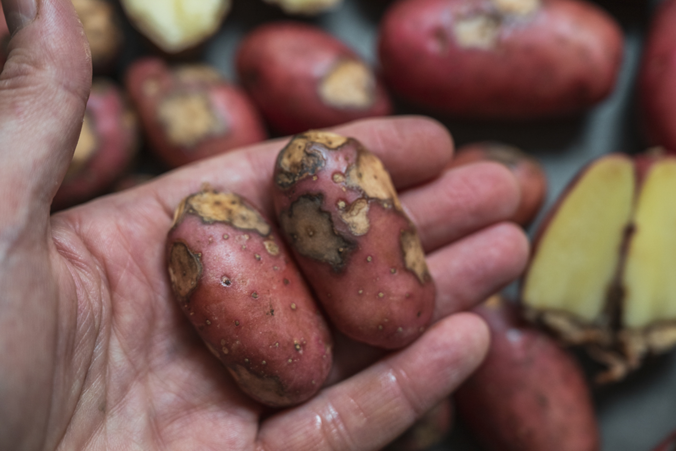 Potatisbladmögel – hur man räddar knölarna