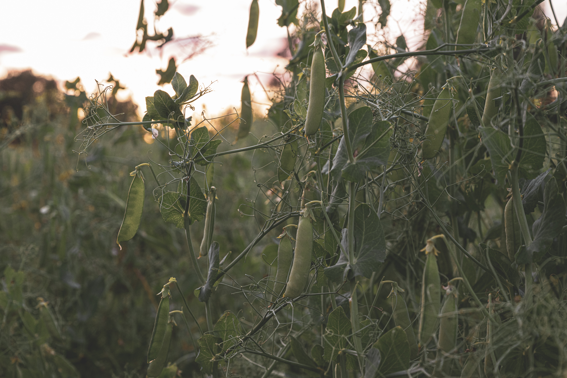 Odla steg för steg – ärter