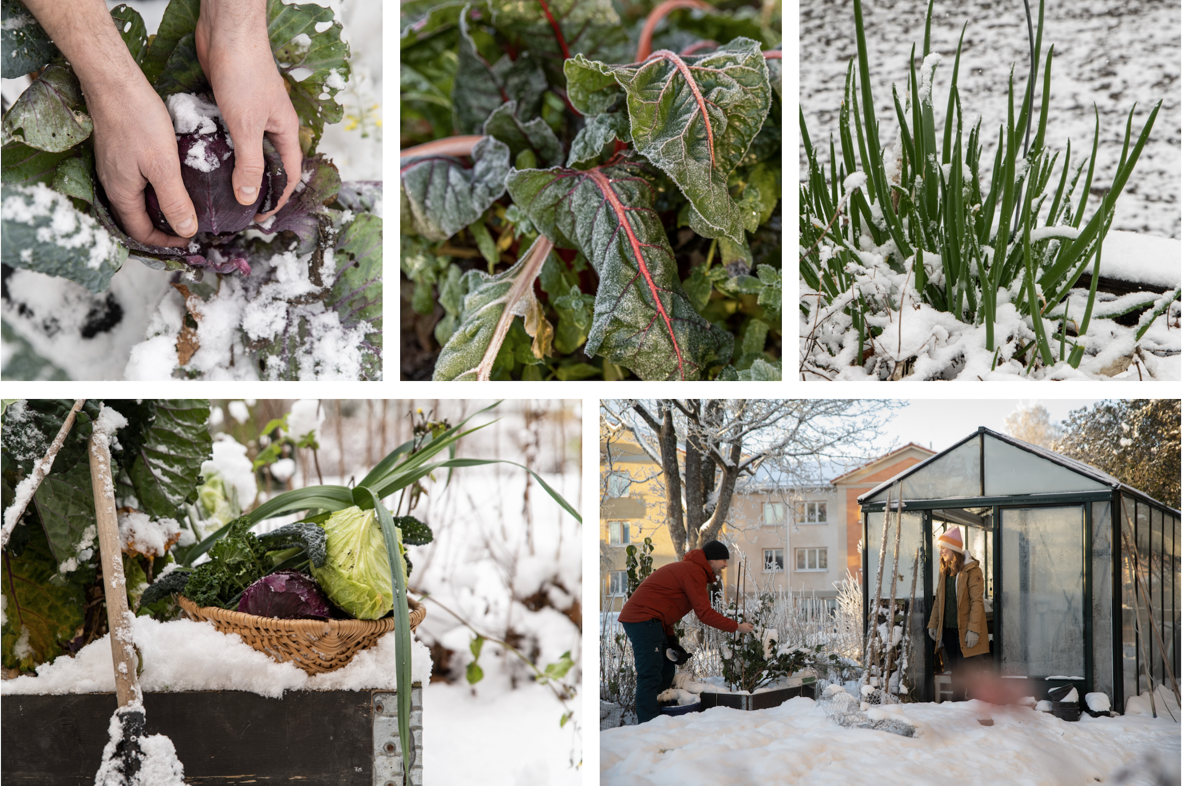 Skörda kallt – så mycket kyla tål våra grönsaker