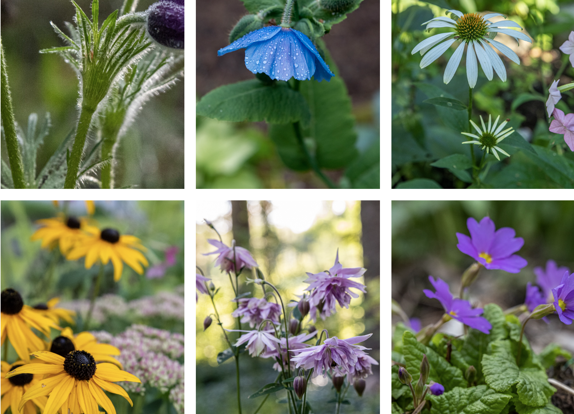 Odla perenner från frö