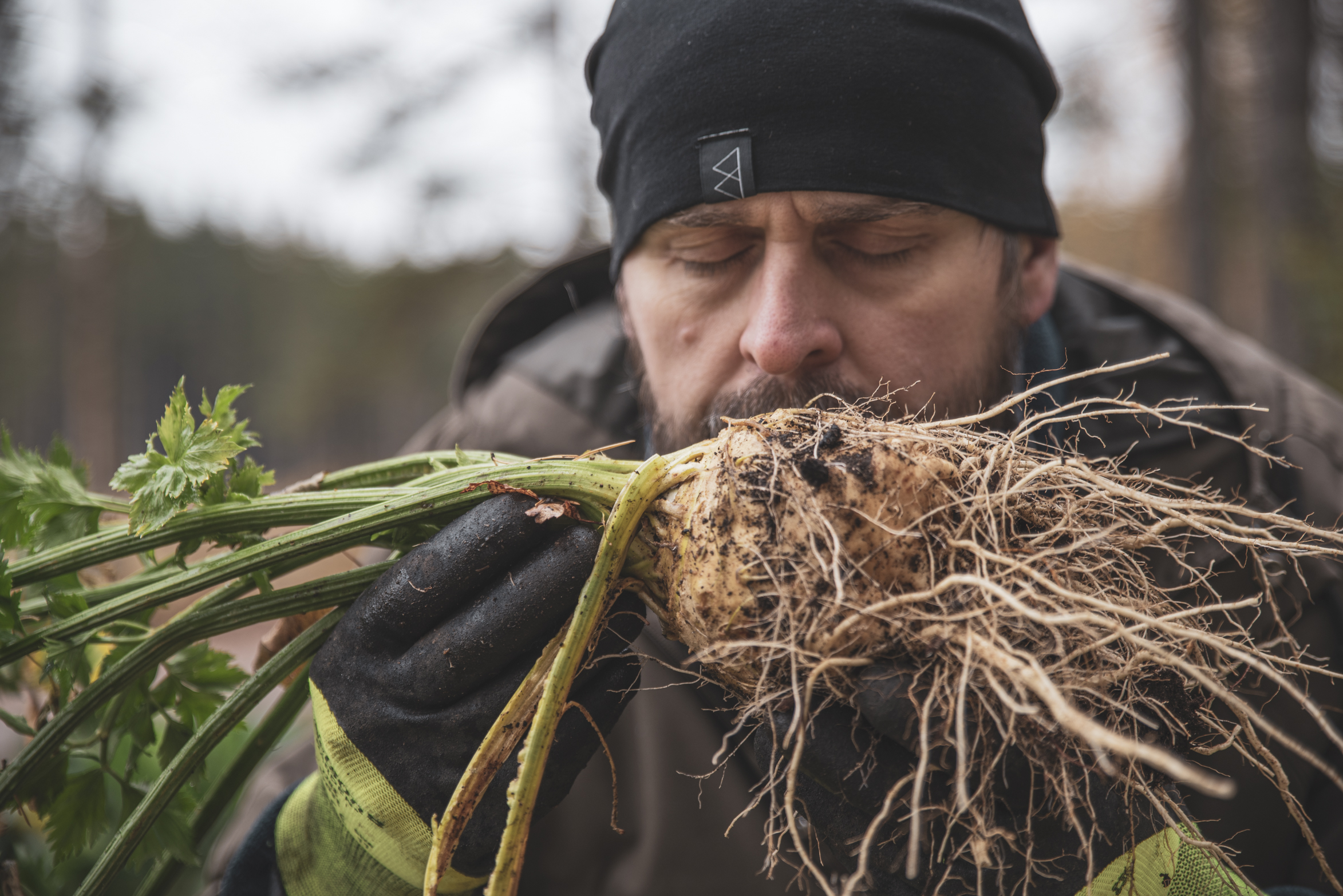 Rotselleri – skörda, lagra, laga
