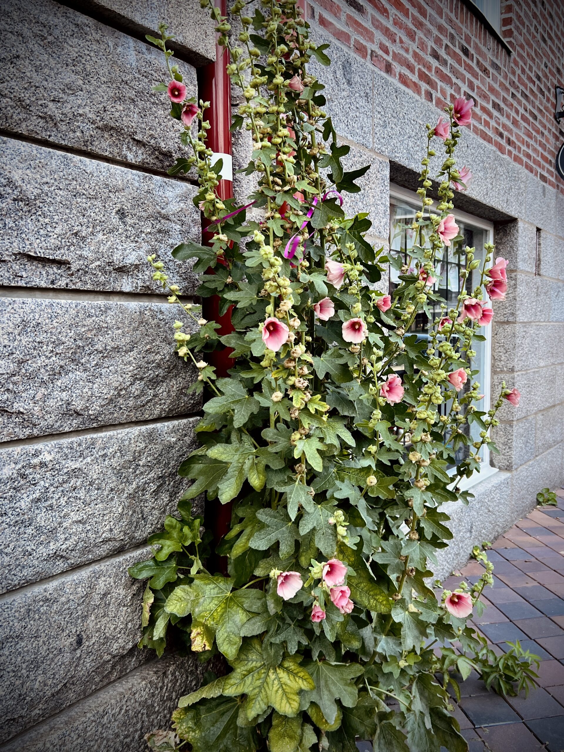 Endagskurs / Odlingsdag på Comfort hotell, Malmö – 7 mars 2026