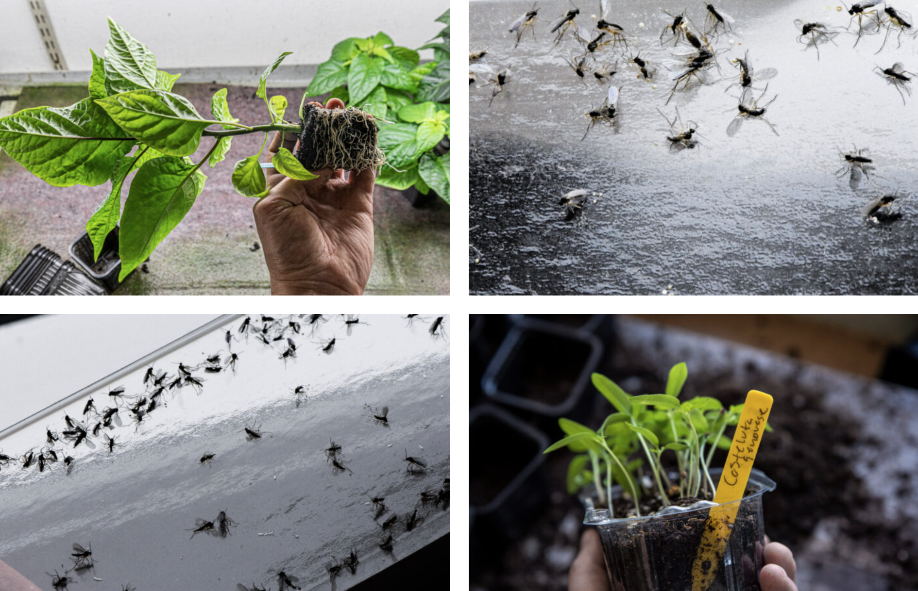 Sorgmyggor – hotet från jorden