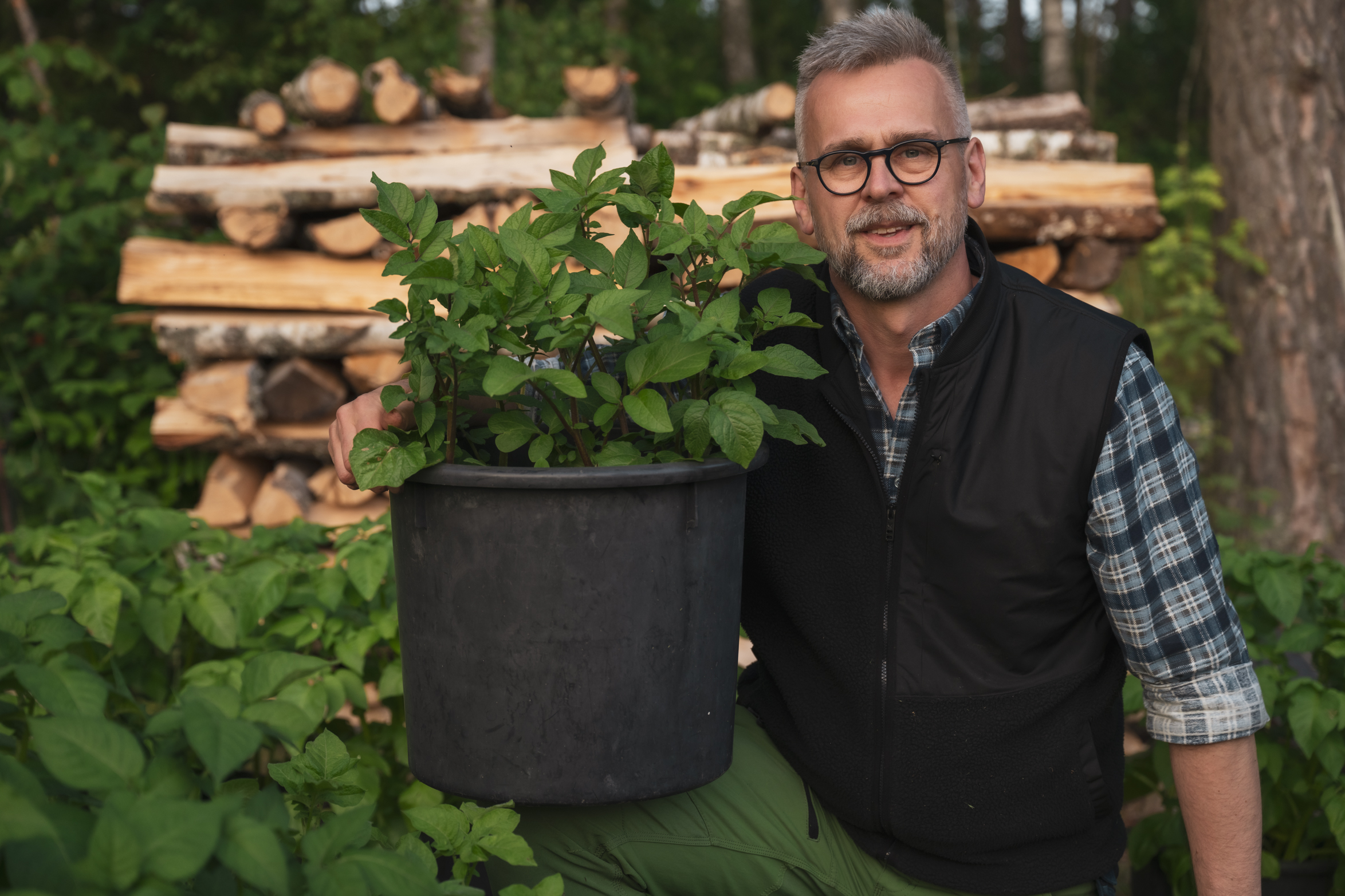 Odla potatis i kruka eller hink – så gör vi steg för steg