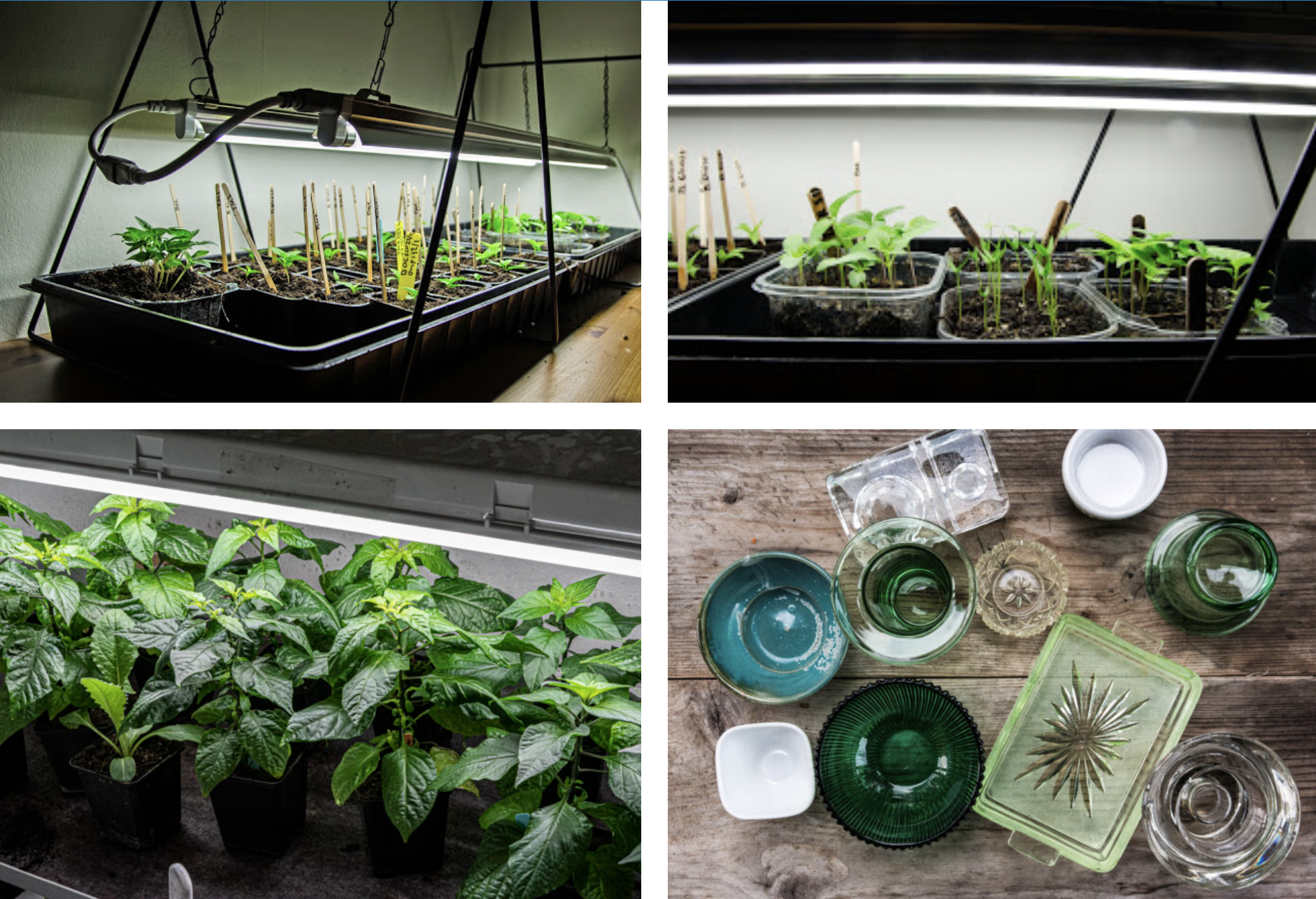 Chilisådd i december