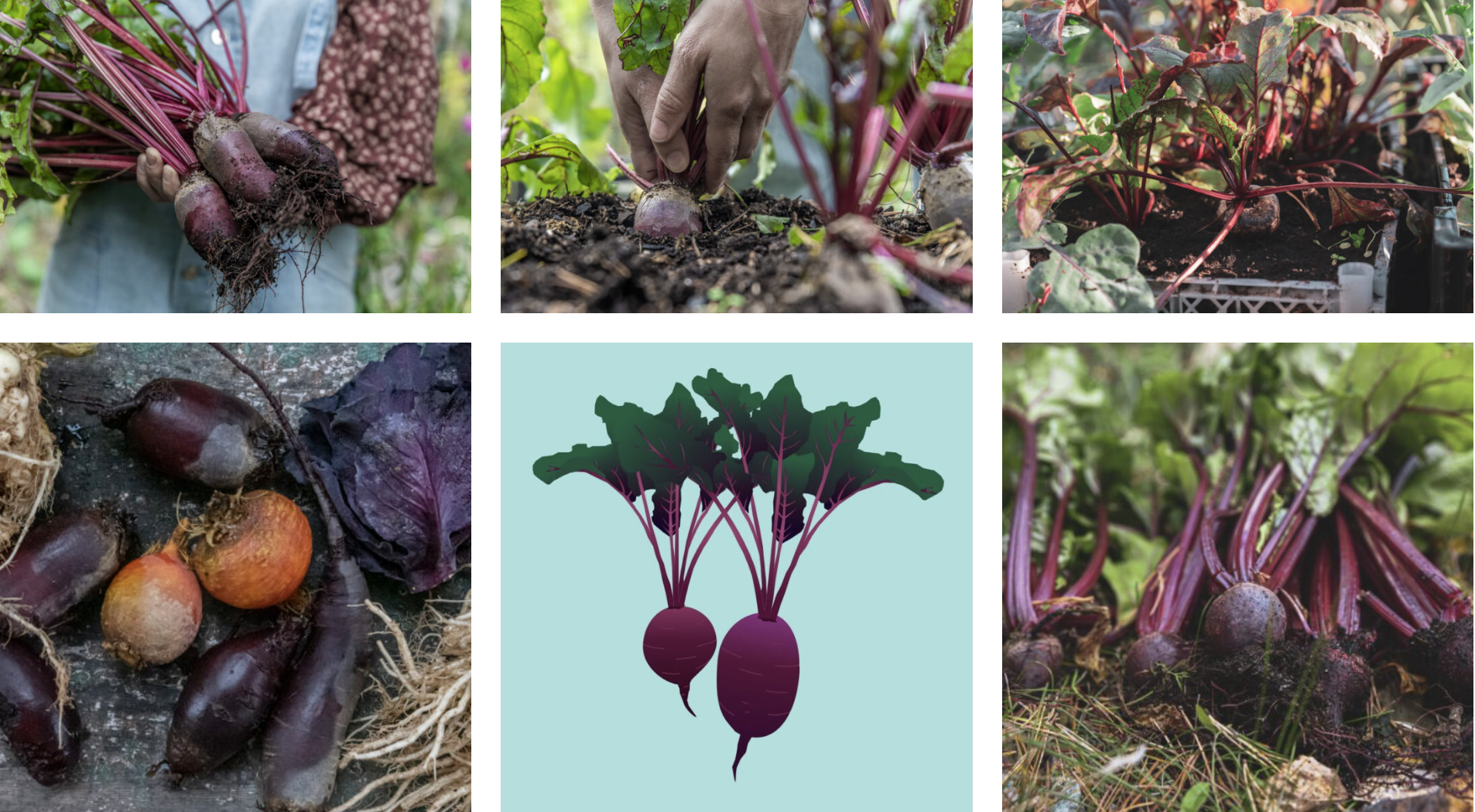 Rödbetor mot migrän, fungerar det?