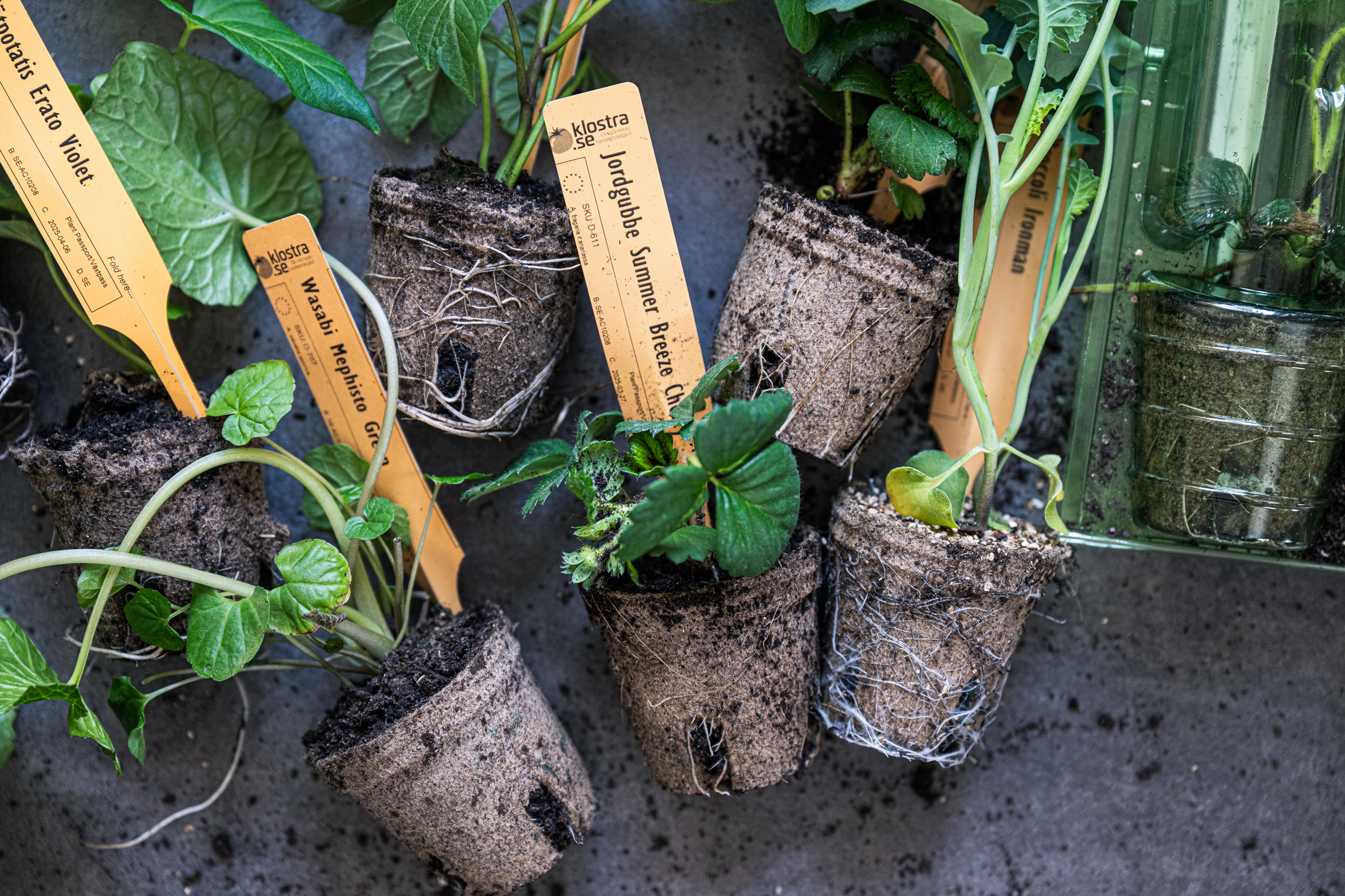 Vad ska du odla 2026? Våra val, tips och genvägar till en enklare odling