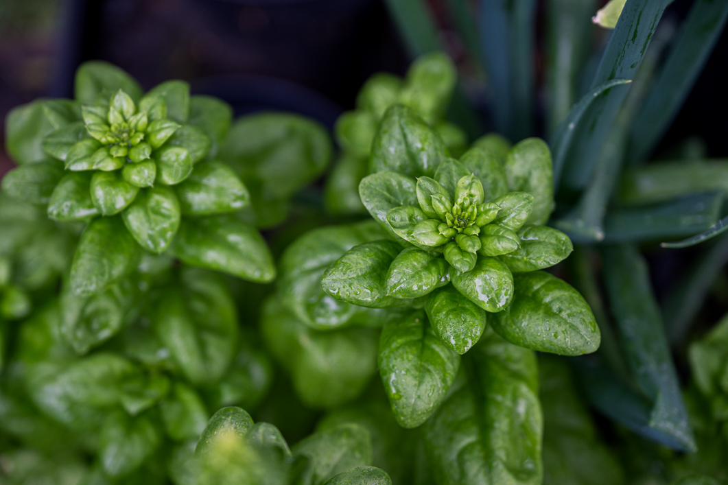 Odlingskurs i Västerås 2 maj – lär dig maximera din skörd hela säsongen