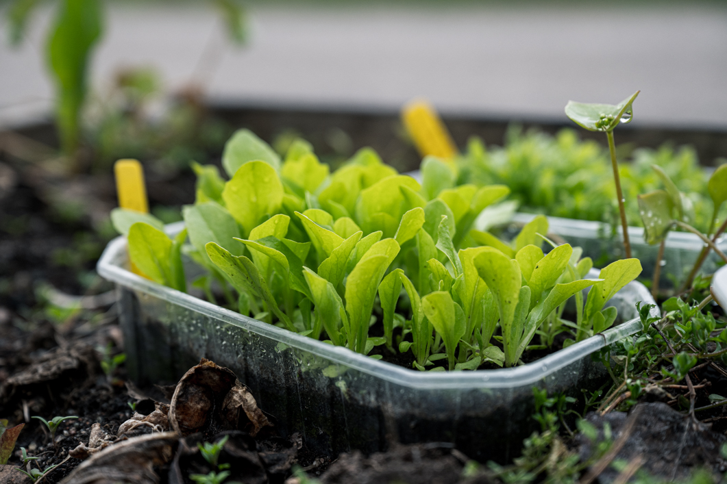 Varför förkultivera? Så lyckas du med förodling och försådd