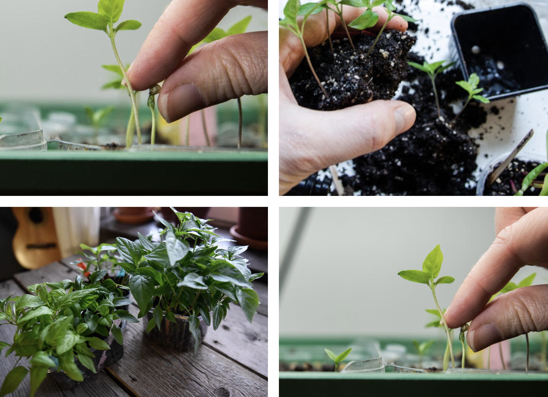 Så räddar du chili och paprikaplantor när fröskalet fastnar