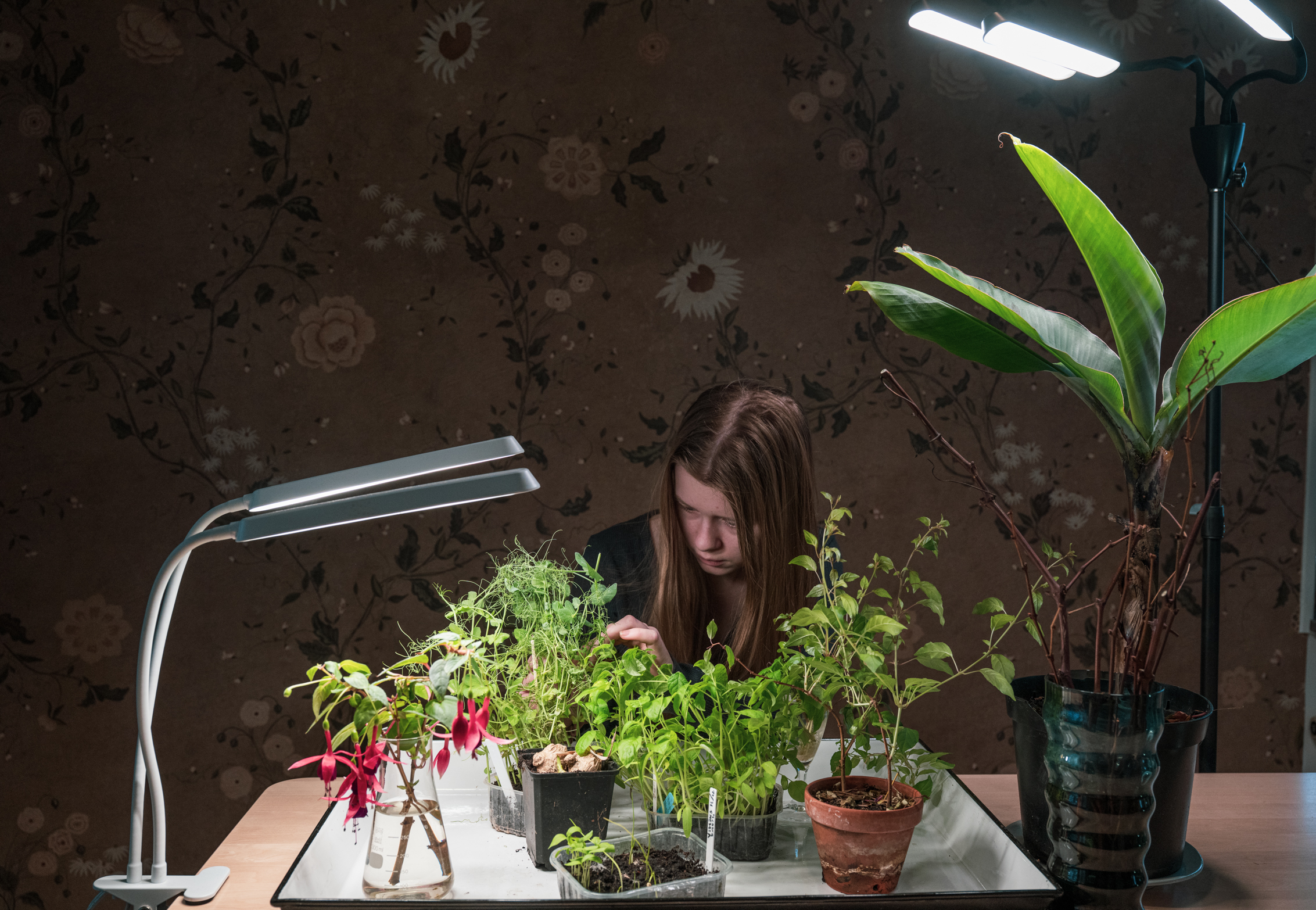 Odla med växtbelysning