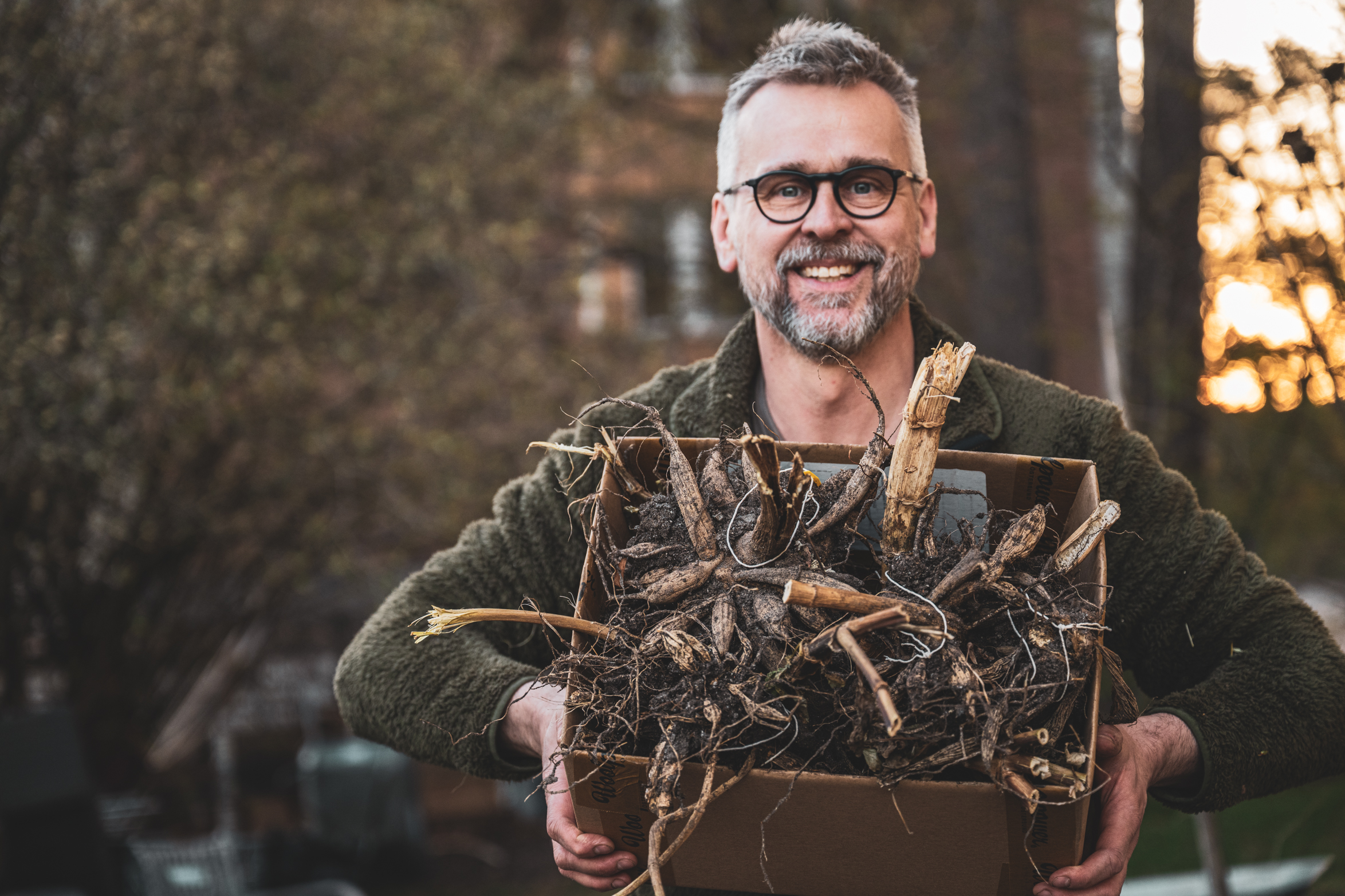 Väcka dahliaknölar till liv – på ett enkelt sätt