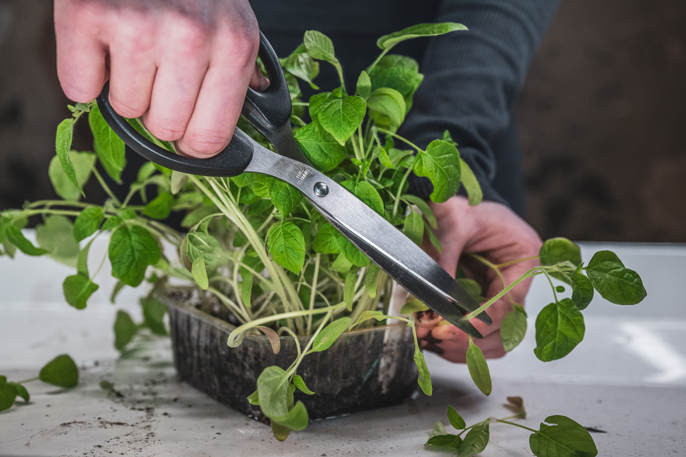 Kan man halshugga små tomatplantor och varför gör man det?