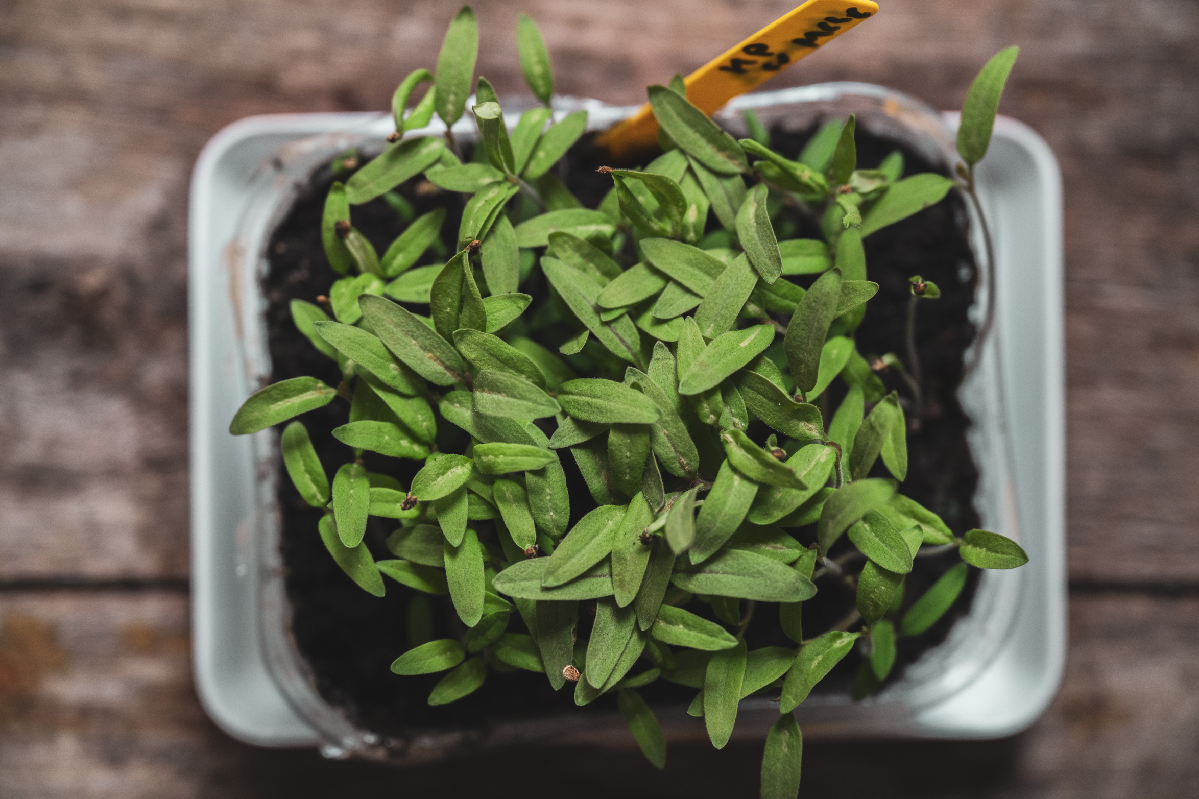 Tomatsådd och omplantering