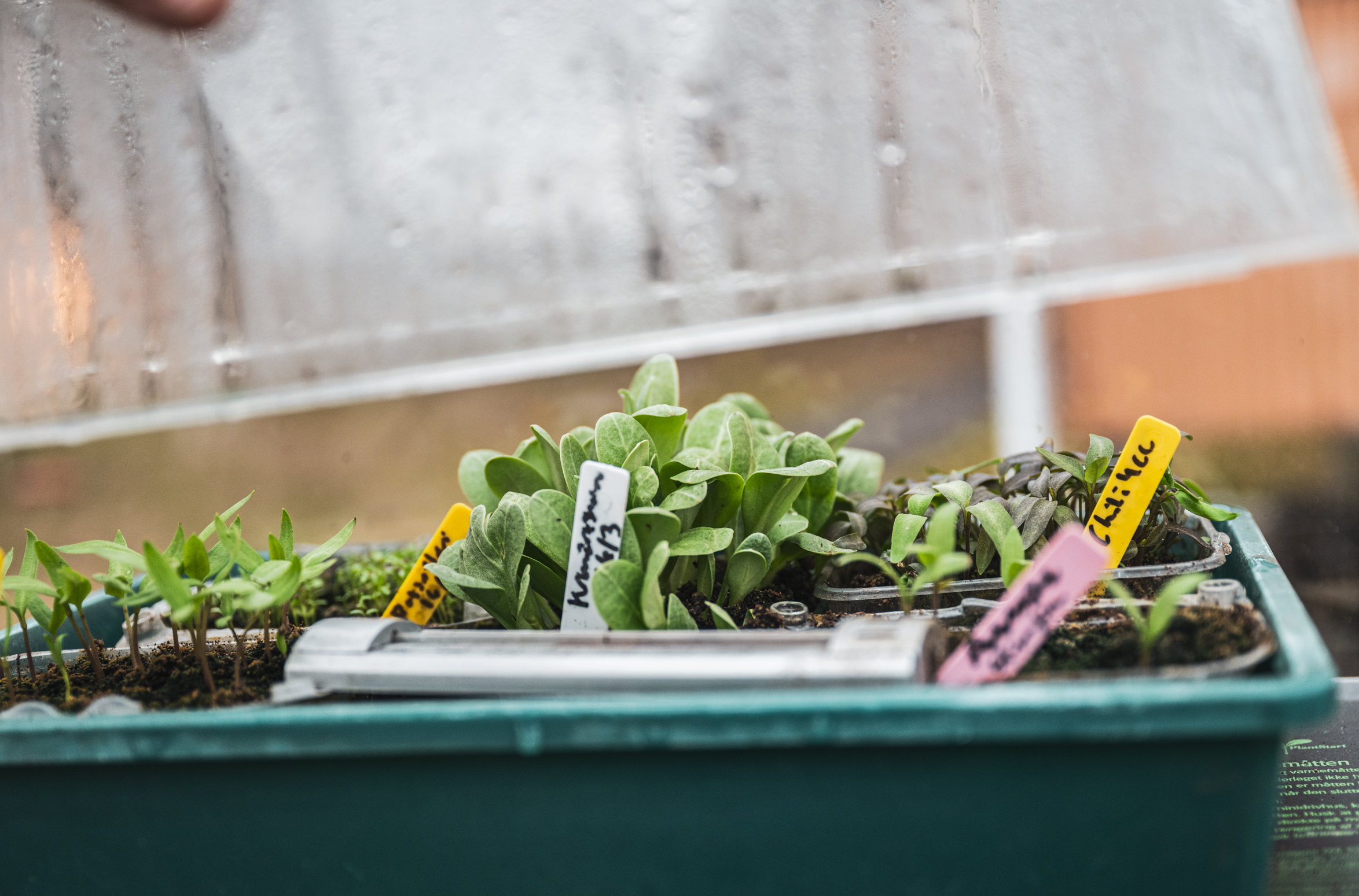 Nu odlar vi också alla värmekrävande växter kallt!