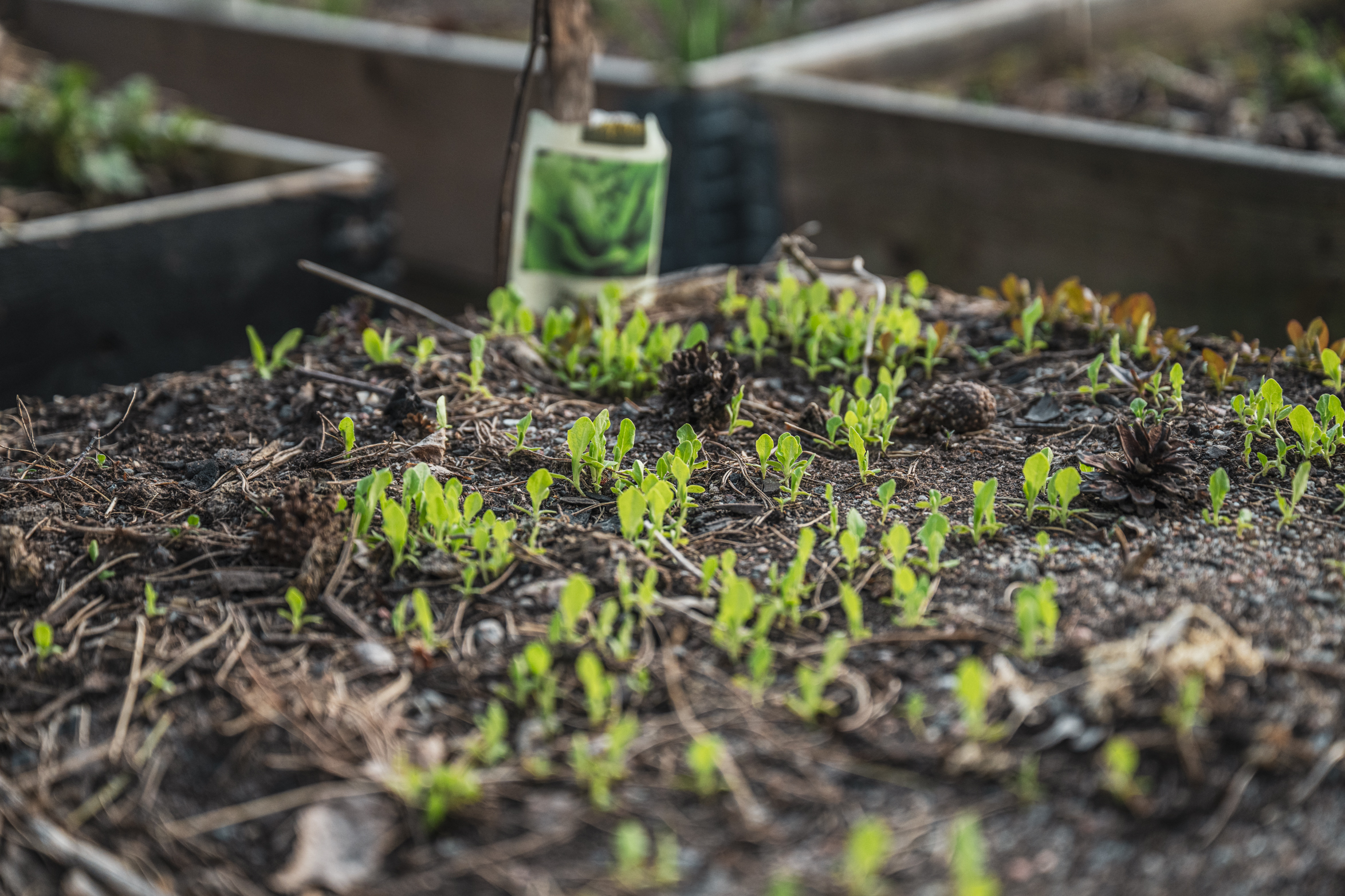Direktså eller förkultivera? Så väljer du rätt sätt att så