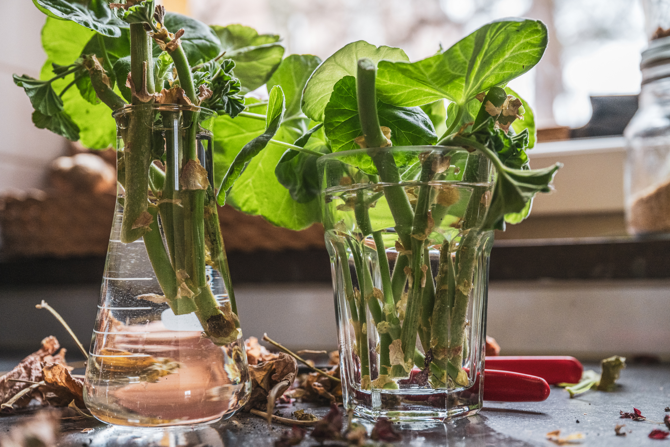 Så väcker du pelargoner efter vintern – och gör massor av nya plantor