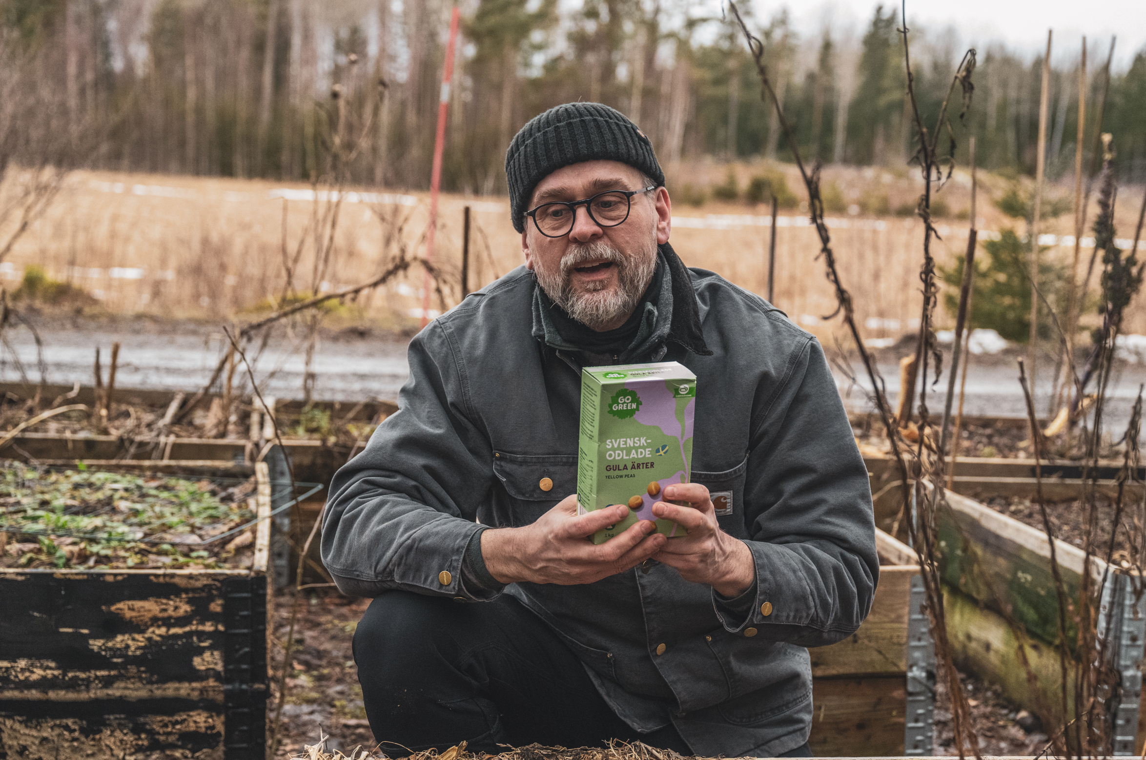 Så gula ärtor kallt – få fyra skördar från samma sådd