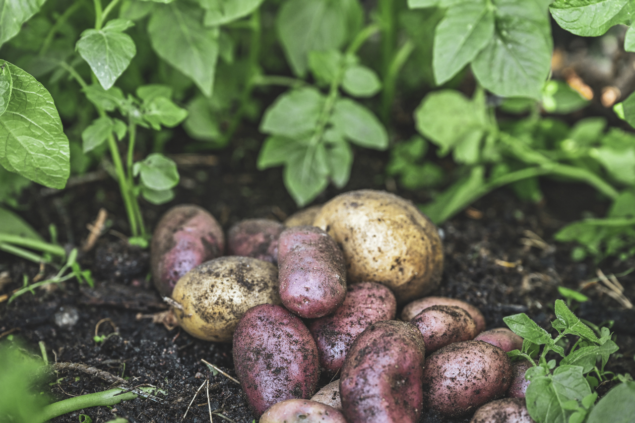 Odla potatis – steg för steg guide från knöl till skörd